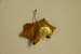 goldDSC_4294